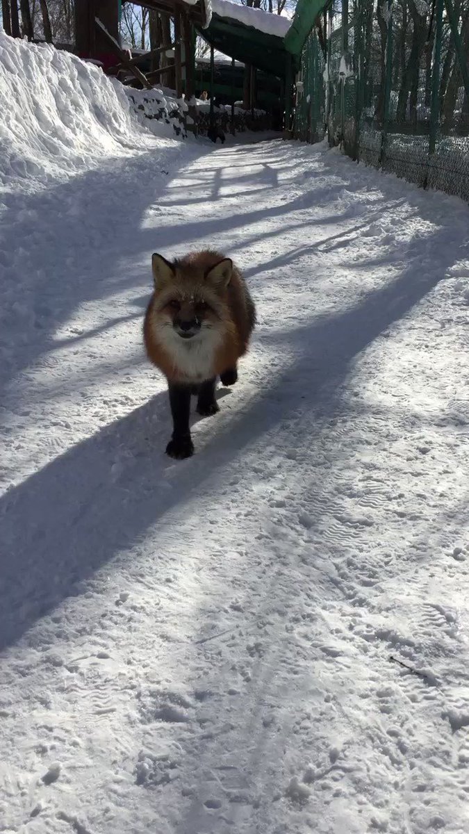 キツネって人懐っこいの 自分の後ろをトコトコついてくるキツネが可愛すぎる 話題の画像プラス キツネって人懐っこいの 自分の後ろをトコトコついてくるキツネが可愛すぎる 話題の画像プラス