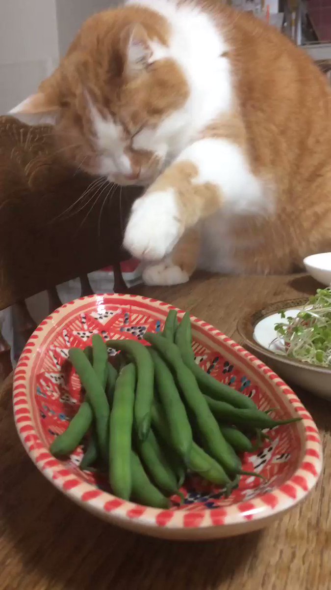 大好物のインゲンをつまみ食いする猫が可愛いと話題ｗｗｗ