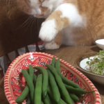 大好物のインゲンをつまみ食いする猫が可愛いと話題!