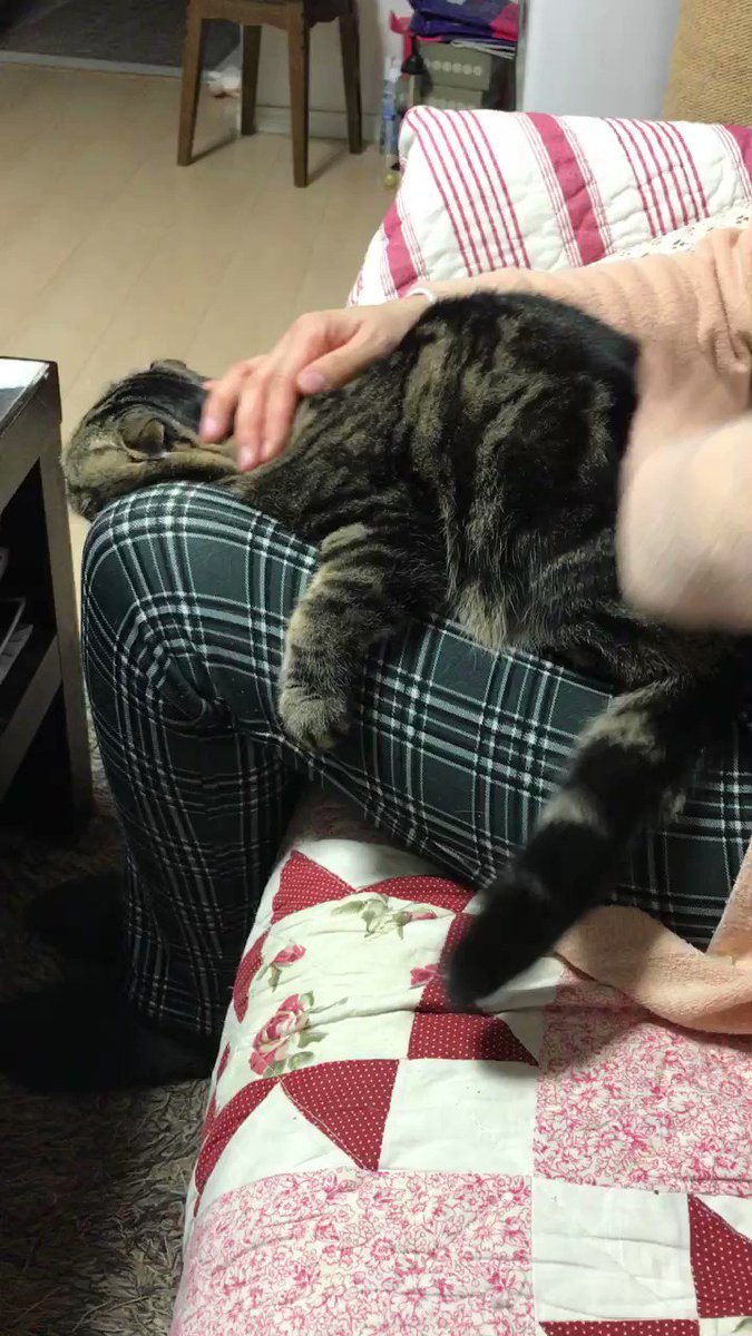 飼い主の膝の上に乗った猫が 絶対どかないマン と化した 笑 Buzzmag 飼い主の膝の上に乗った猫が 絶対どかないマン と化した 笑 Buzzmag