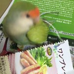 インコのシュレッダー？癒されて処理してくれるなんて最高なんですけどw