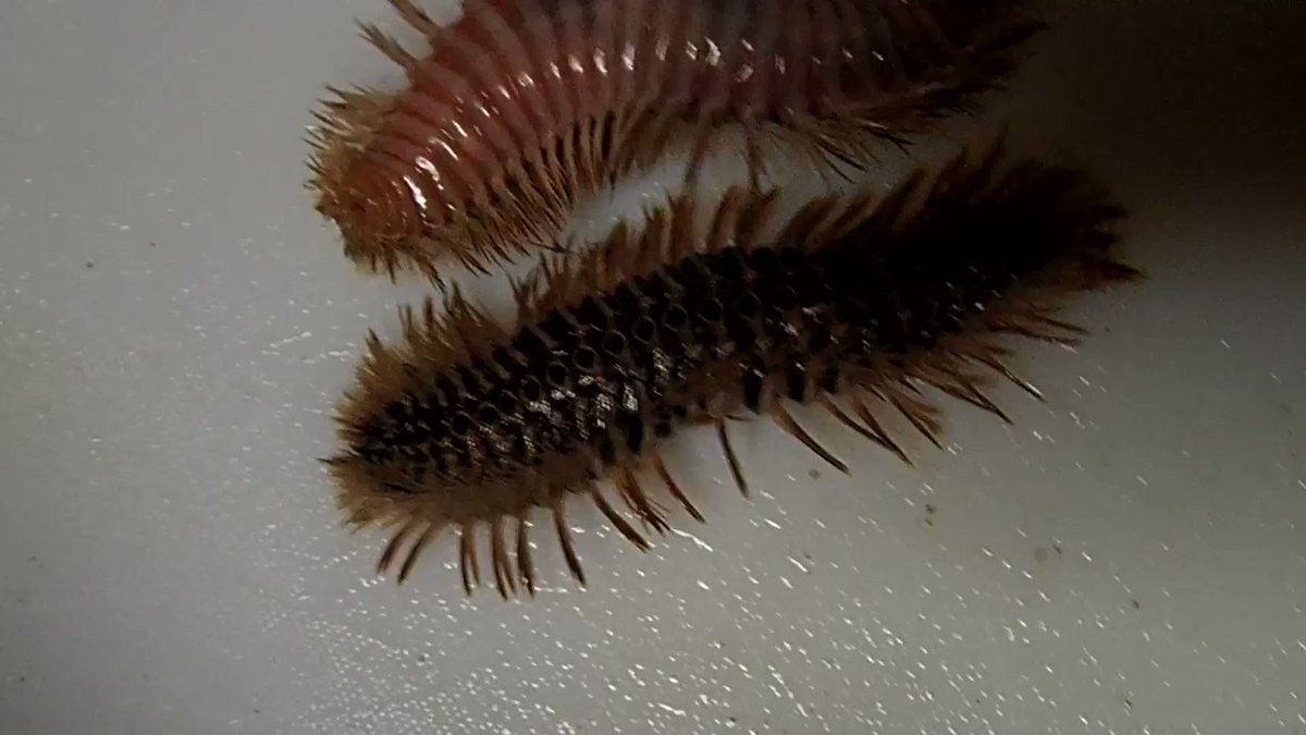 ウミケムシは食べなくていいかもしれない ざざむし