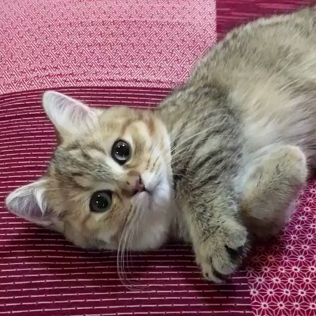 手をグーパーと動かす猫ちゃんが可愛すぎる 話題の画像プラス