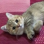 手をグーパーと動かす猫ちゃんが可愛すぎるw