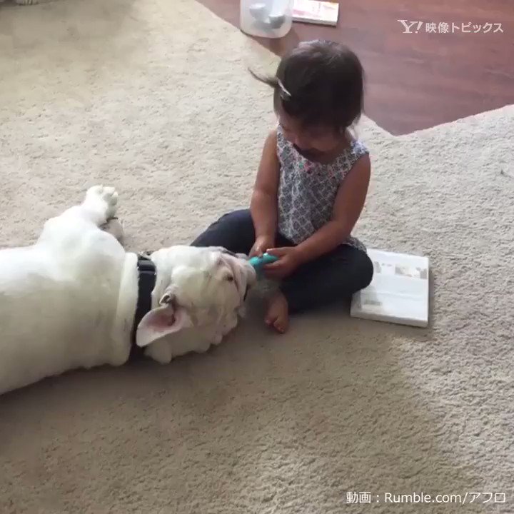 今度はみんな仲良く遊ぼうね 犬 犬動画 ブルドッグ ペット もふもふ Dog Animal Yahoo 映像トピックス Scoopnest 今度はみんな仲良く遊ぼうね 犬 犬動画 ブルドッグ ペット もふもふ Dog Animal Yahoo 映像トピックス Scoopnest