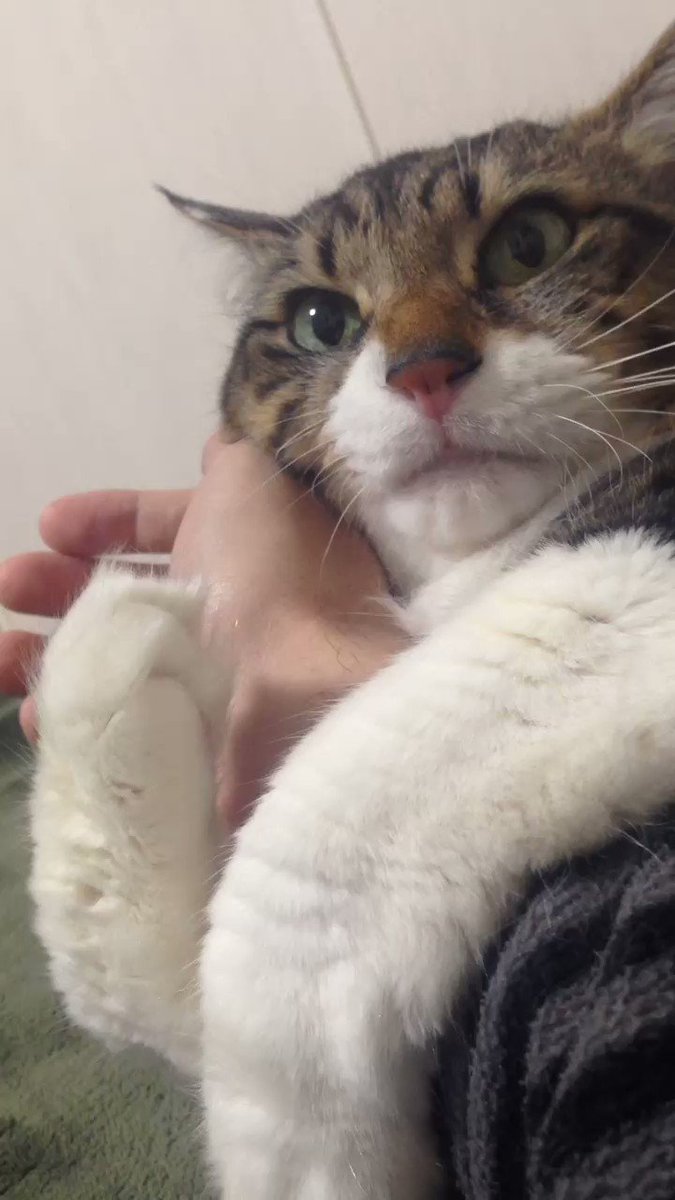 飼い主の腕を何が何でも離そうとしない、猫が可愛すぎると話題ｗｗｗ
