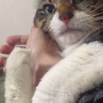 飼い主の腕を何が何でも離そうとしない、猫が可愛すぎると話題!