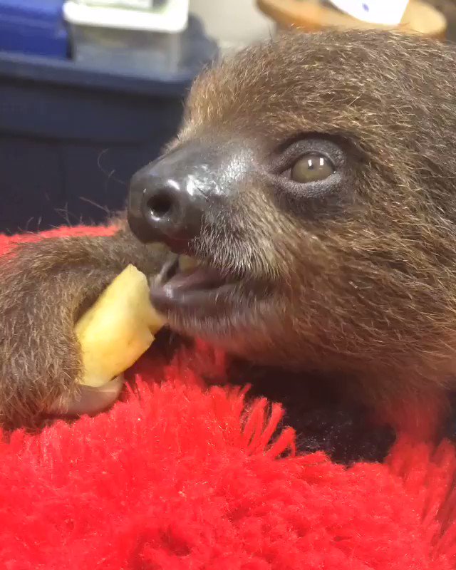 Nashville Zoo on Twitter: Nashville Zoo on Twitter: