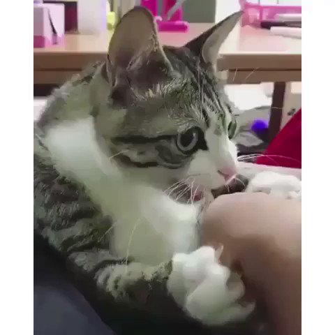 笑いが止まらない 厳選動画 Torezudoga Twitter