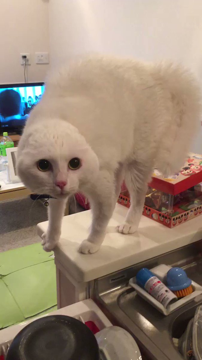 愛猫の前でスクワット 奇行と勘違いした猫 耳が消失する事態に Grape グレイプ