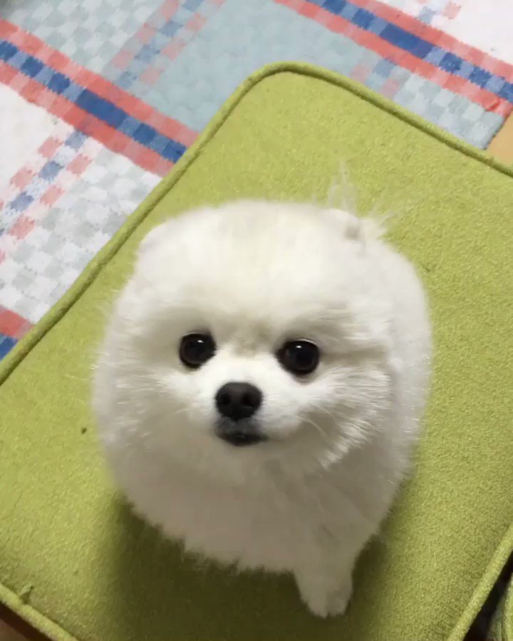 白ポメラニアン コロンちゃん En Twitter ま るいよ