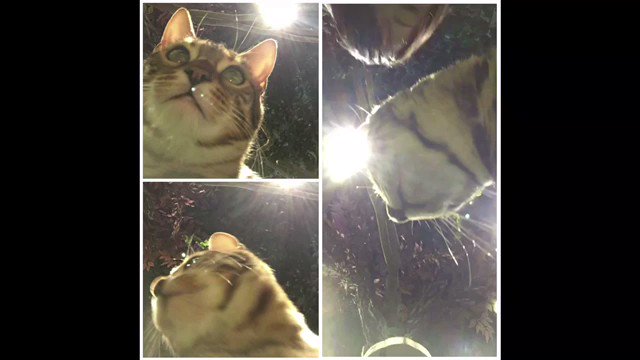 渋谷の猫カフェまとめ デートスポットから里親になれる店舗まで ねこちゃんホンポ