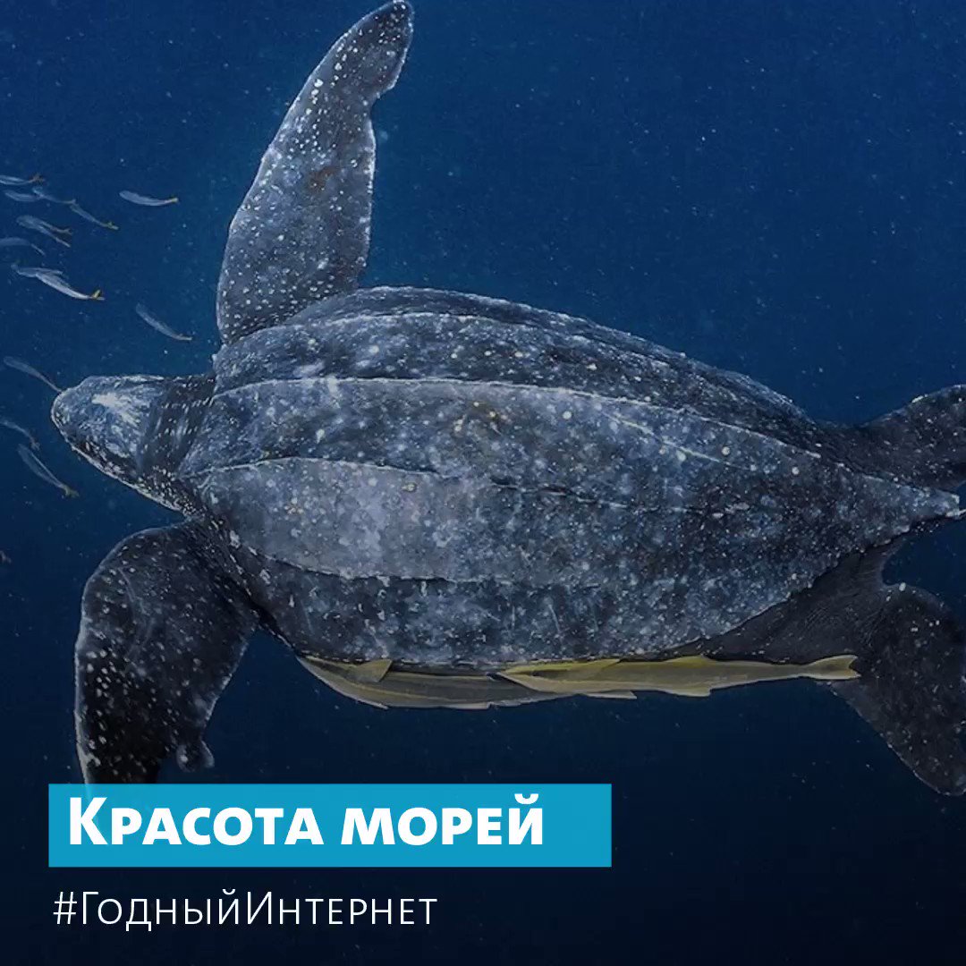 Кожистая черепаха
