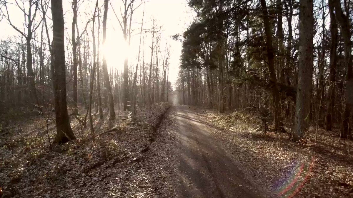 Stadtwald Saarbrücken #Saarland #Wald #Wandern Musik: twitter.com/gtaanis https://t.co/YPPZ7VGU84