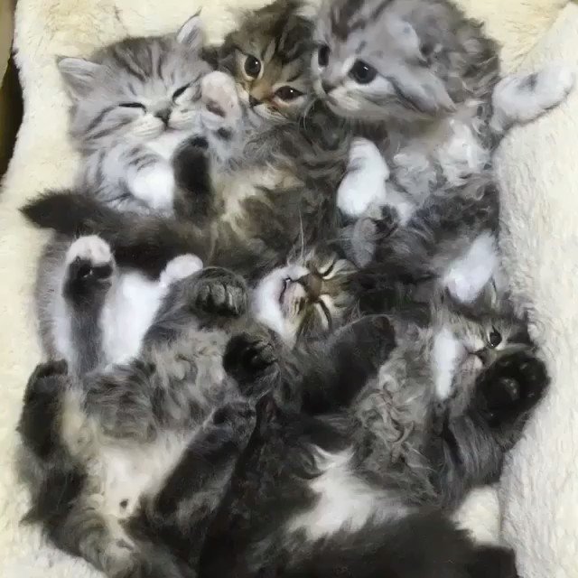 子猫たくさんのtwitterイラスト検索結果 古い順 子猫たくさんのtwitterイラスト検索結果 古い順