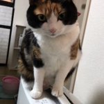 コレが本当の歌姫かも!？ピアノの音を真似て鳴く猫が可愛すぎるｗ