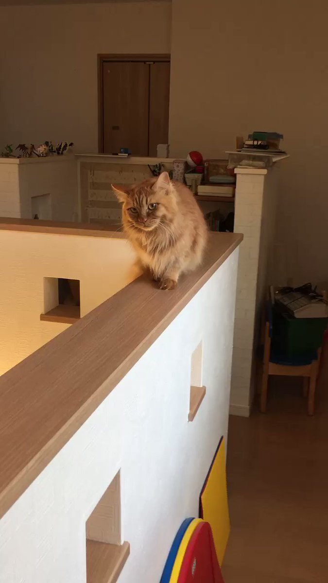 この匂いは 浮気にゃー 猫カフェに寄ったら家の愛猫にバレて本気の激おこ状態に ねとらぼ