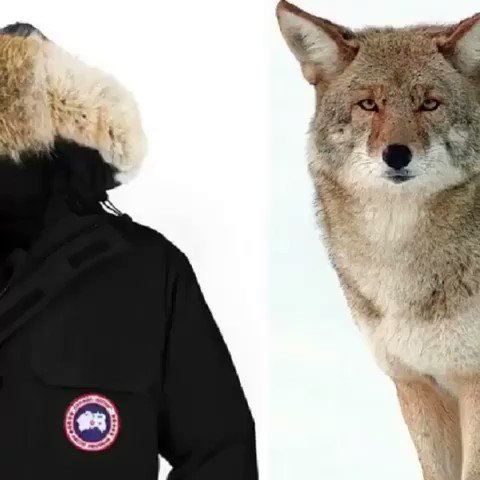 ⚠️G R A P H I C⚠️
You’re an animal abuser if you wear Canada Goose parkas - don’t believe me👇 https://t.co/uODc3Ck2wU