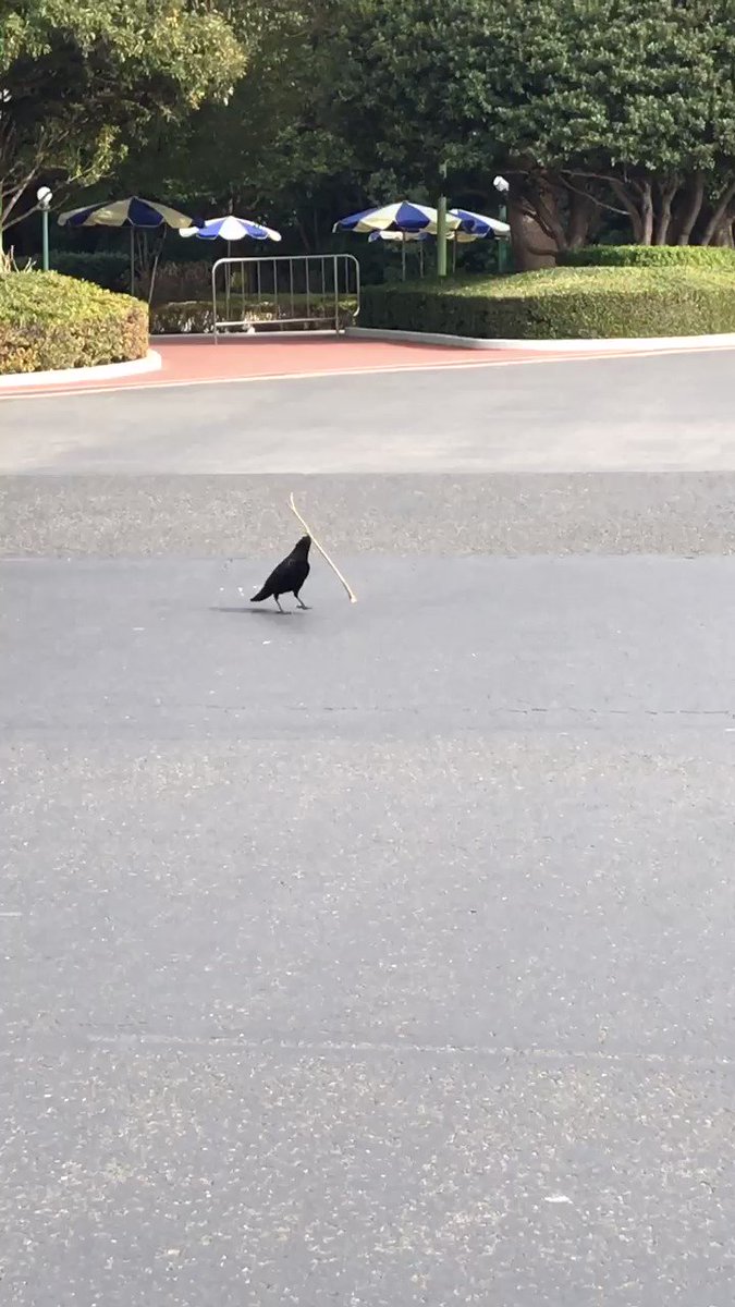 こんな事あるんだｗ枝が長すぎて飛べないカラスがこちらｗｗ