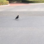 こんな事あるんだｗ枝が長すぎて飛べないカラスがこちらw