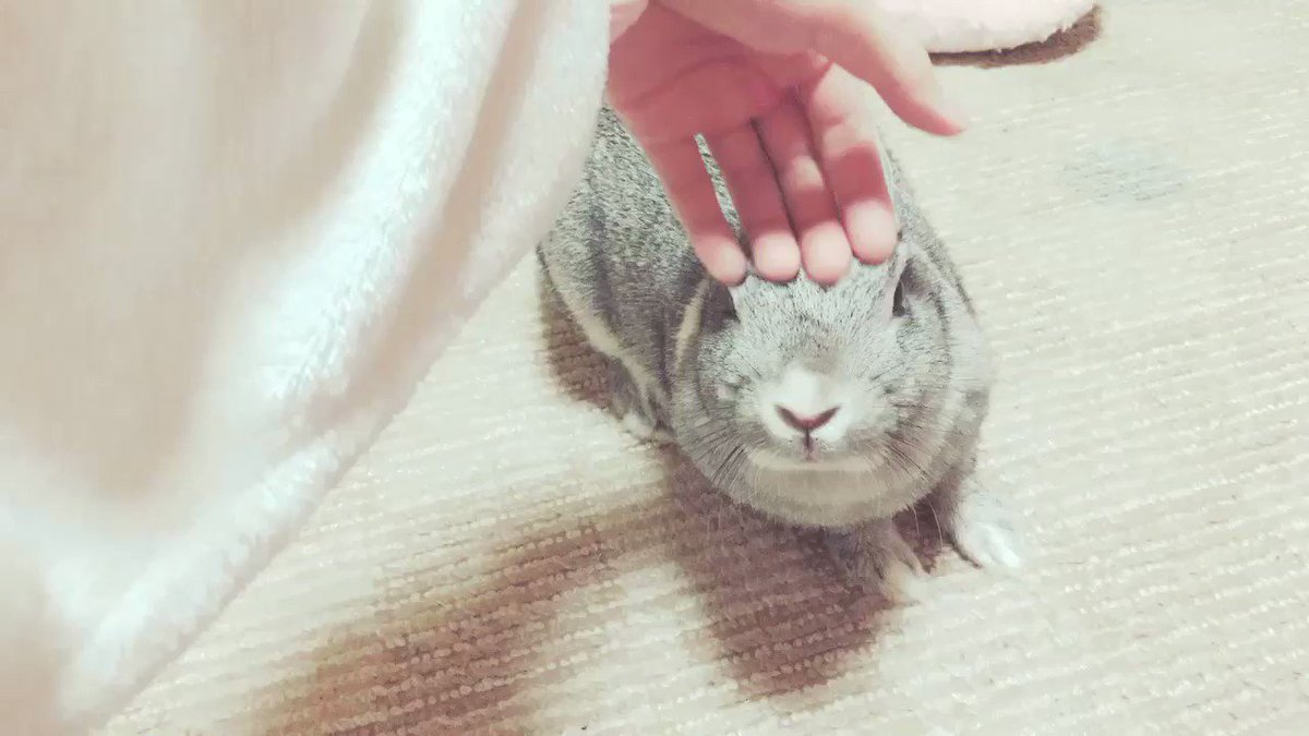 頭を撫でられ 気持ちよさそうなミニウサギ 飼い主が手を止めると 笑 Buzzmag