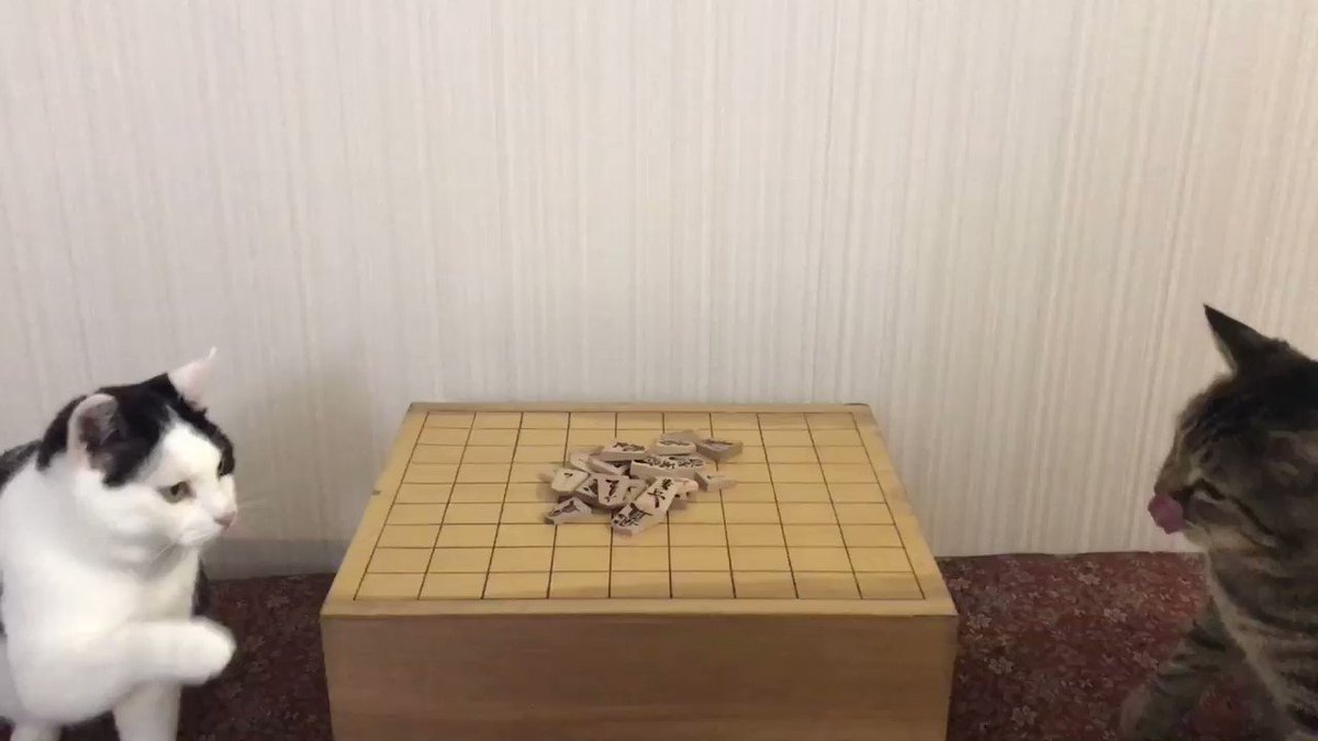 RT @b_ru_ru: 猫同士の将棋崩し