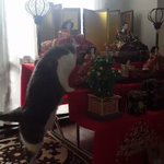 雛壇のベストポジション!慎重に登る猫の姿がたまらなく可愛い!