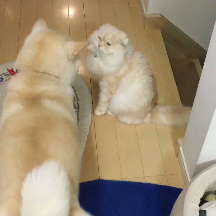ご飯くれないとケンカしちゃうよー 演技派犬猫のぬる い喧嘩w 話題の画像プラス ご飯くれないとケンカしちゃうよー 演技派犬猫のぬる い喧嘩w 話題の画像プラス