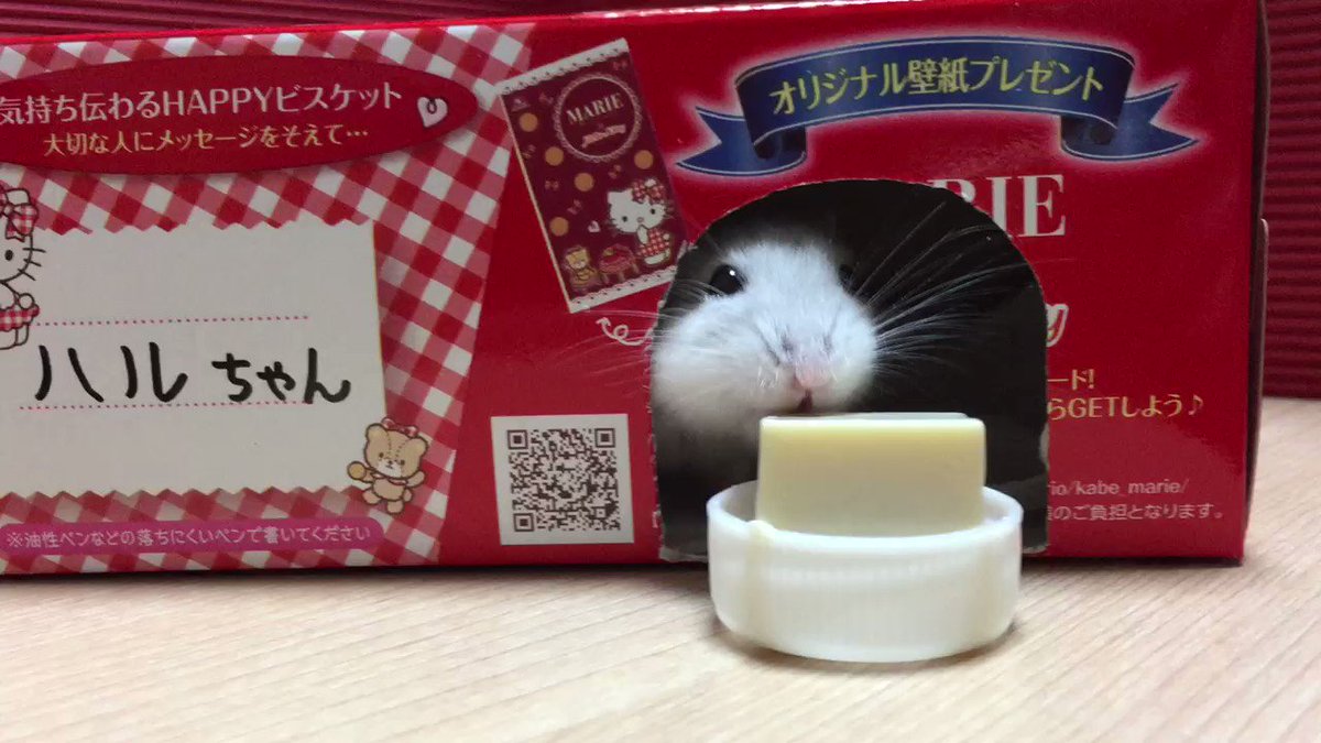 ジャンガリアン ココ Coco Mofumofu Twitter