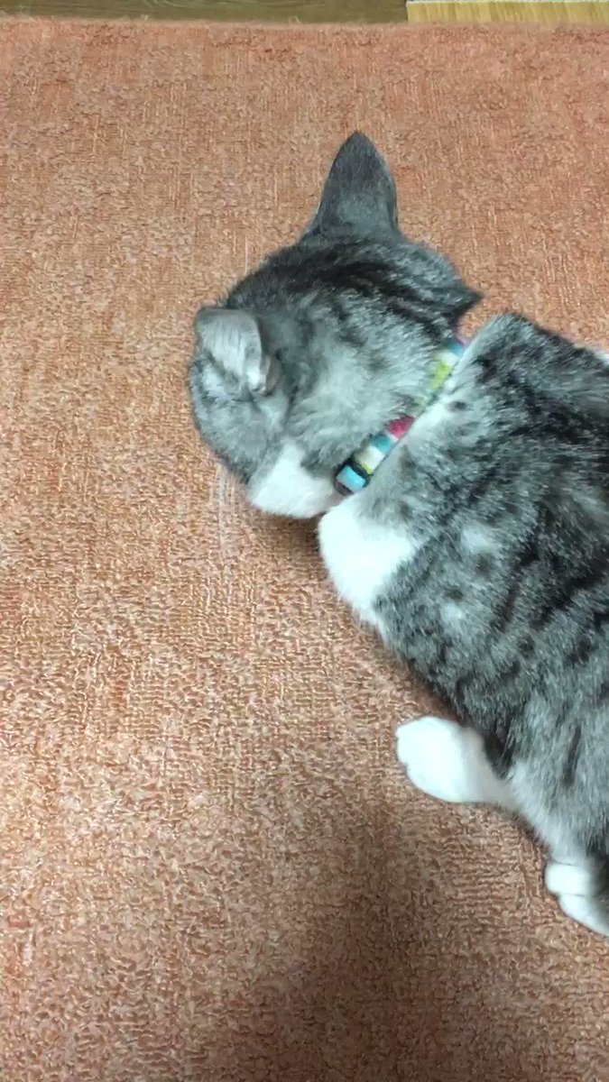 なるせ🍥 on X: 
