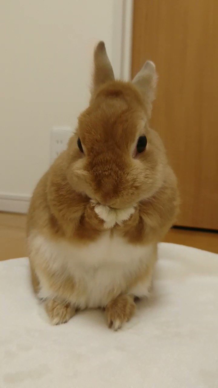 うさぎのモモ 今夜もきれいきれいに毛づくろい 最後は はい できました という顔で終わるのですが お耳片方しかとかしてないですよ T Co W6ejhftpdi Twitter
