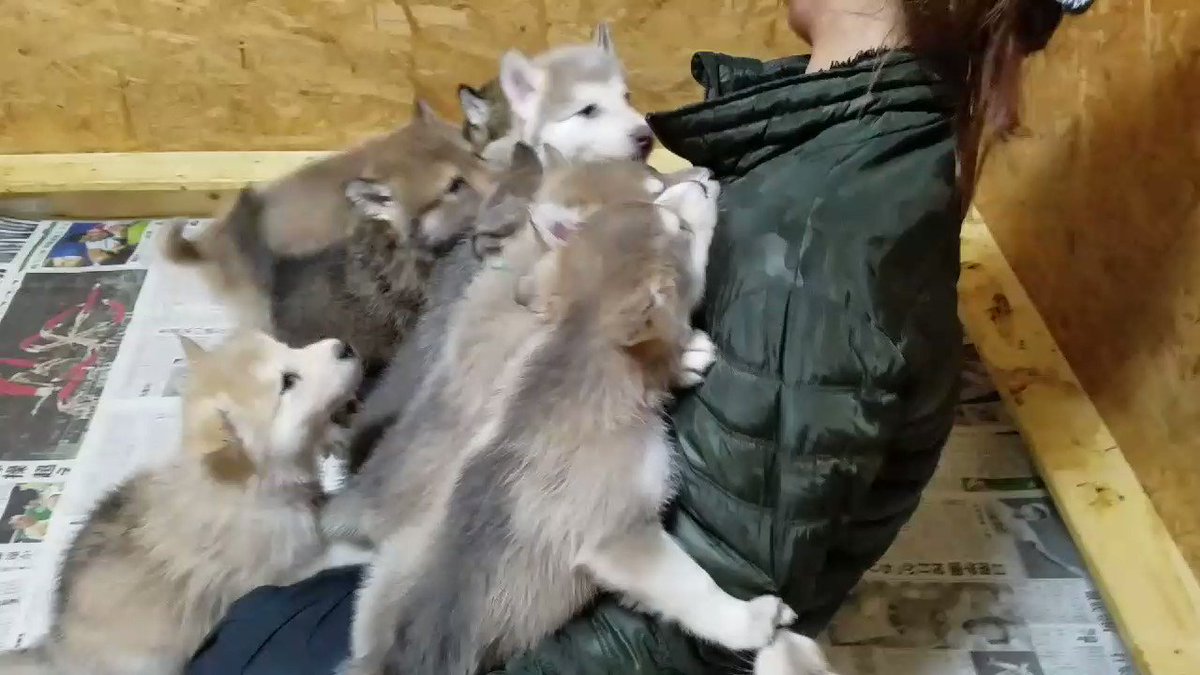 閲覧注意 人間が狼犬に襲われたりカツアゲされたり大変な事態に 首を確実に狙ってる これなら大歓迎 Togetter