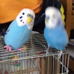 彼女との感動の再会で謎の歌が止まらないインコw…それ…人形なんやで…？!