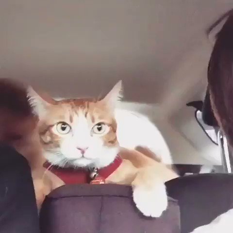ドライブに行ったら？犬と猫でテンションの差がありすぎたwww