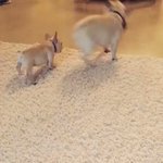仔犬が親犬に何度もぶつかった結果？毎回ビックリしてる!