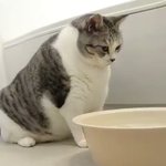 その飲み方効率悪くないですか？ｗ猫の水の飲み方がなんかちょっと不思議すぎるｗ