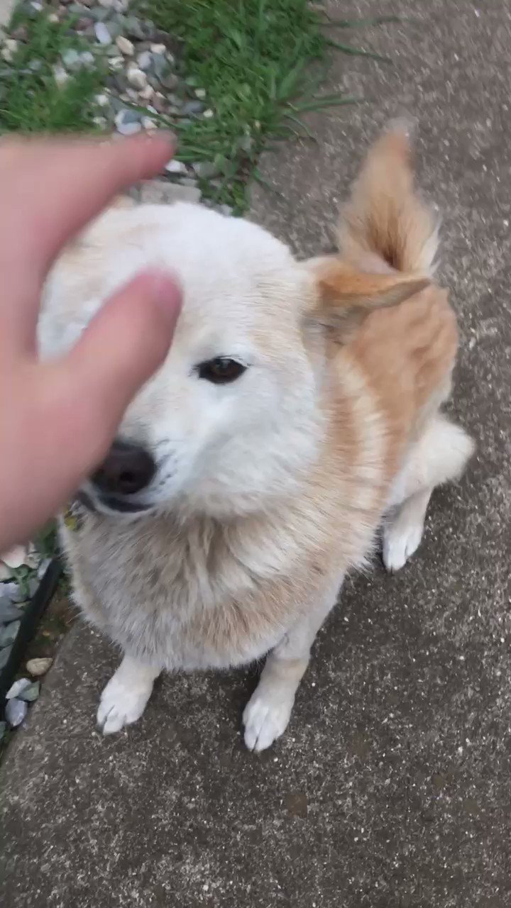 本当に可愛いから見てなんて親バカじゃないwでも本当に可愛かった犬のお手 話題の画像プラス 本当に可愛いから見てなんて親バカじゃないwでも本当に可愛かった犬のお手 話題の画像プラス