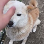 本当に可愛いから見てなんて親バカじゃないwでも本当に可愛かった犬のお手!