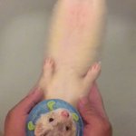 最高級の癒し!フェレットの入浴シーンとか本当に可愛すぎる!