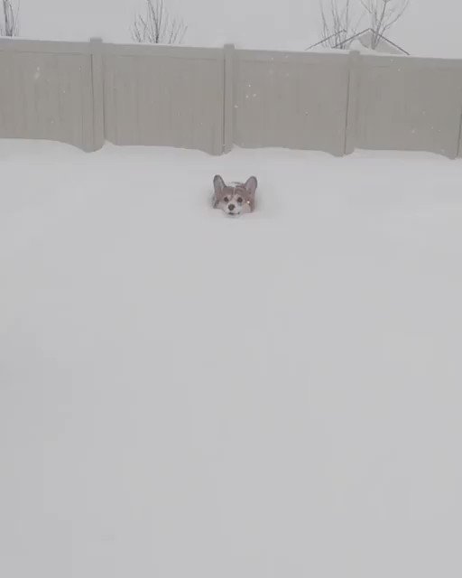 雪の中走ってくるコーギーｗｗ癒し動画！！