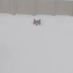 雪の中走ってくるコーギーw癒し動画!