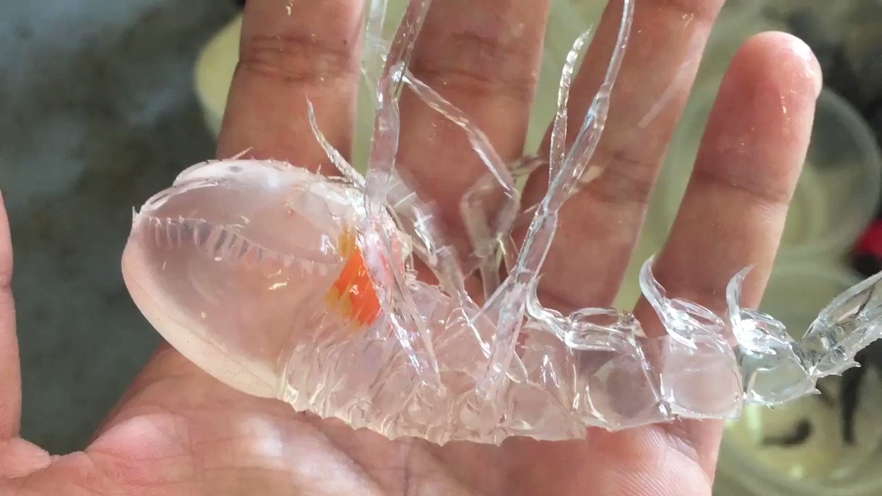 ジーベンロック動物図鑑 海外では ゴーストシュリンプ とも呼ばれている透明なエビのような謎の深海生物 フクロウミノミ T Co G2nymcdv85 Twitter