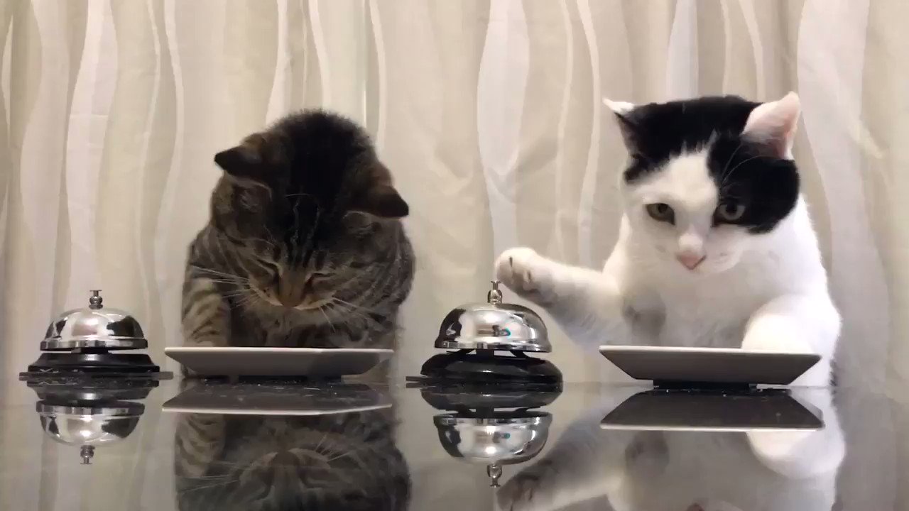 【ねこページ】 IRIS OHYAMA 猫 ケージ キャットケージ 大型 2段 ゲージ 猫