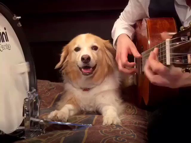 見事なテンポのキープwギターに合わせてバスドラを叩く犬w 話題の画像プラス