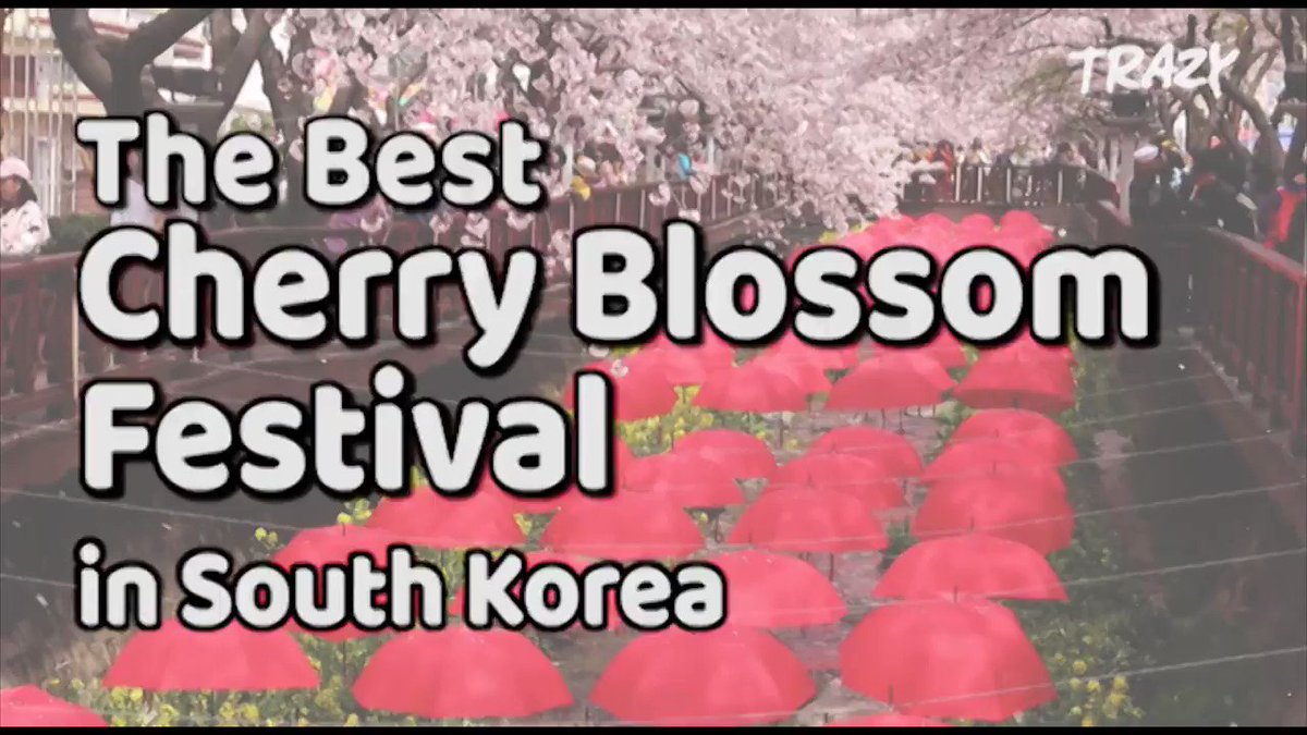 We have only a few seats left for our tour to #JinhaeCherryBlossomFestival! Don't hesitate and book today at https://t.co/us8fz0rpXt https://t.co/GzSkqZpiOr