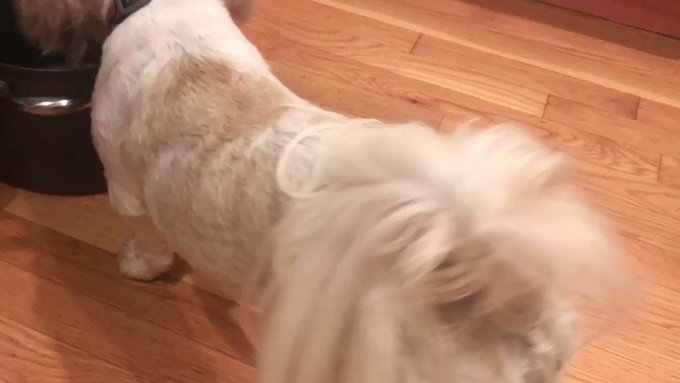 She's furious at the pot for not making more noodles. cc @darth https://t.co/yoM1uJ2Tf3