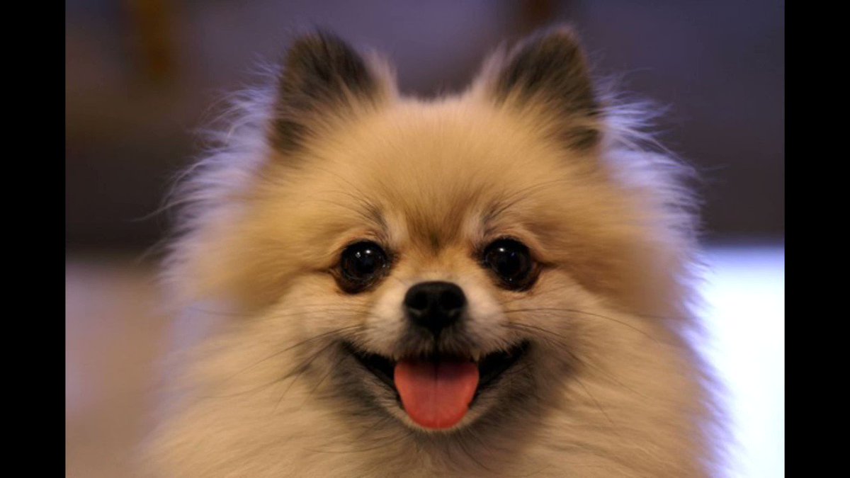 Cv大塚明夫のポメラニアンが欲しい と呟いたら Togetter