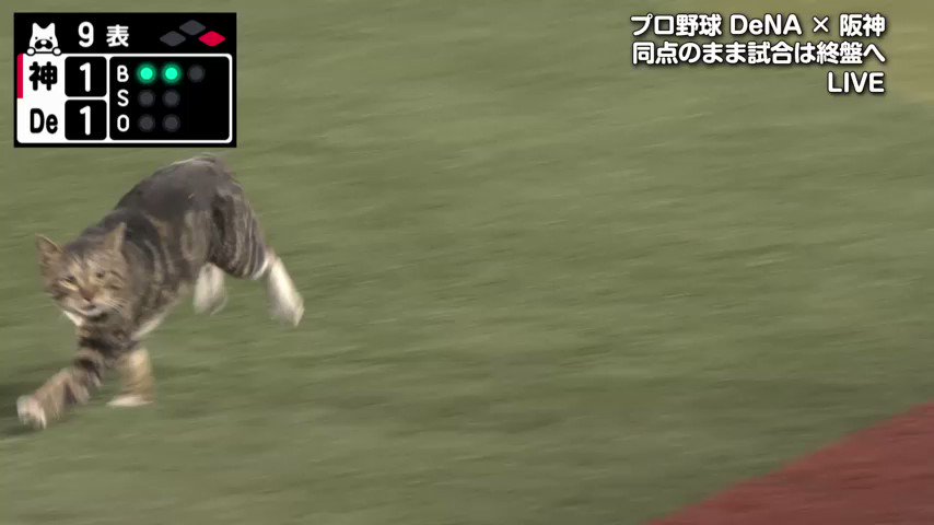 横浜スタジアム 野球の試合中にネコ乱入でワイワイする人々 躍動感ハンパない しかもこの顔 笑 Togetter