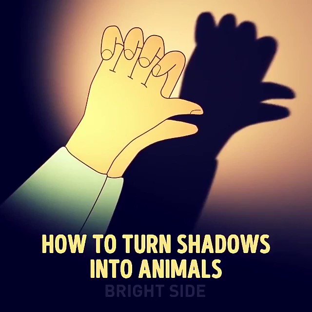 의 미디어: How to turn shadows into animals? #brightside #video #shadow #animal https://t.co/v9pEwrPOJc 의 미디어: How to turn shadows into animals? #brightside #video #shadow #animal https://t.co/v9pEwrPOJc
