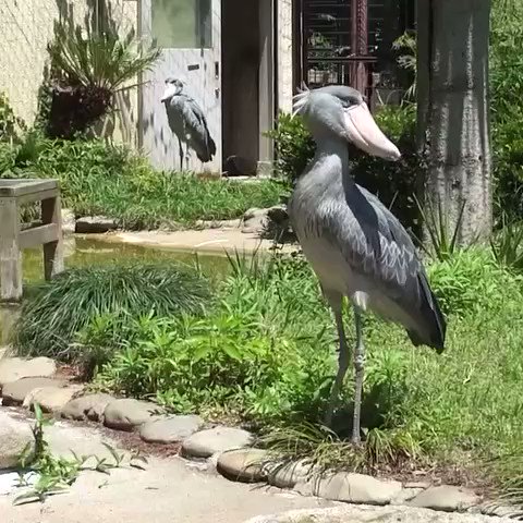 ここでハシビロコウの頭部の動きを見てみましょう